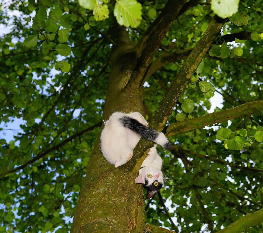 white and black cat on tall tree branch, climb, young cat, pet HD wallpaper