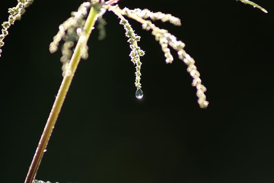 dew, dewdrop, containing, filligran, transparent, tender, water HD wallpaper