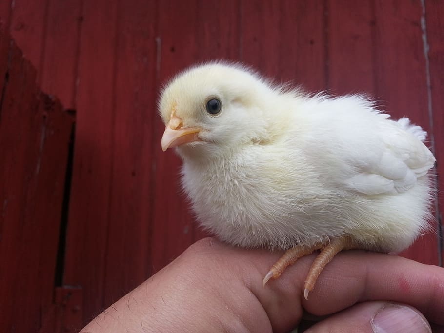 yellow chick on person's hand, barn, farm, animal themes, bird HD wallpaper