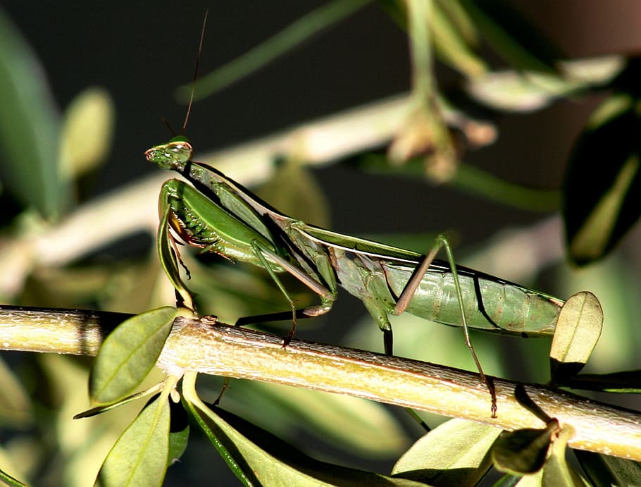 insect, mantis, mantis religiosa, discretion, nature, invertebrate HD wallpaper