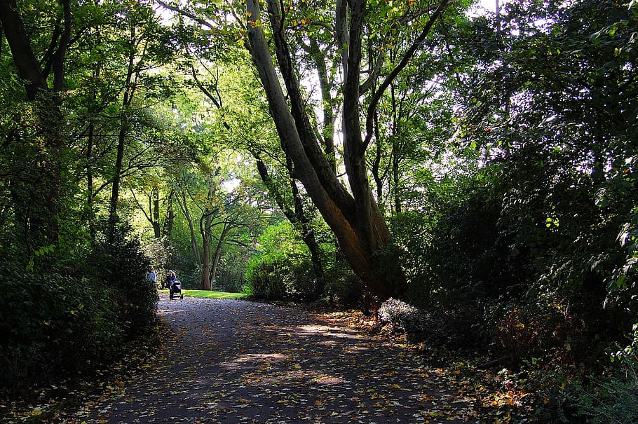 Forest, Away, Fall Foliage, autumn, hiking, forest path, on the go HD wallpaper