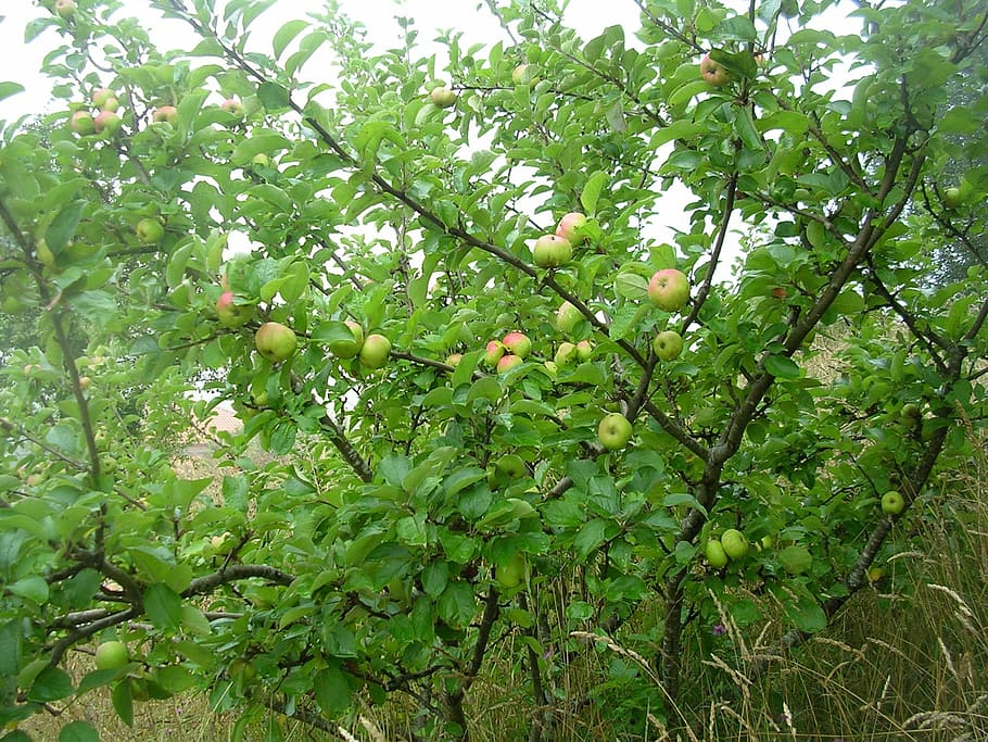 apple, fruit, tree, nature, vegetation, growth, plant, green color HD wallpaper