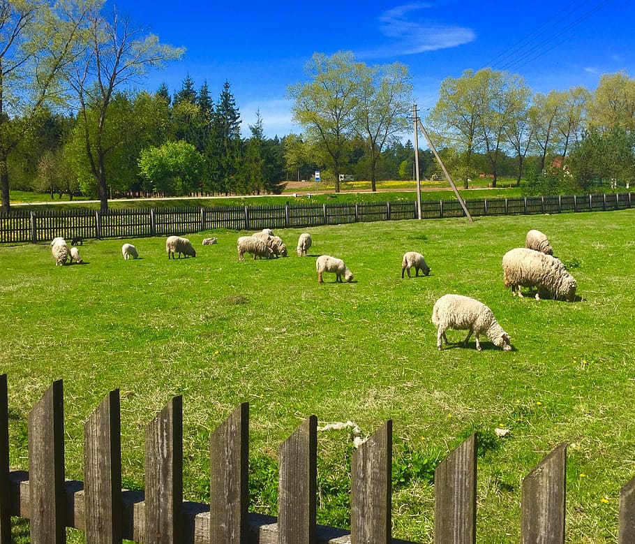 sheep, farm, field, animal, wool, agriculture, nature, cute, HD wallpaper