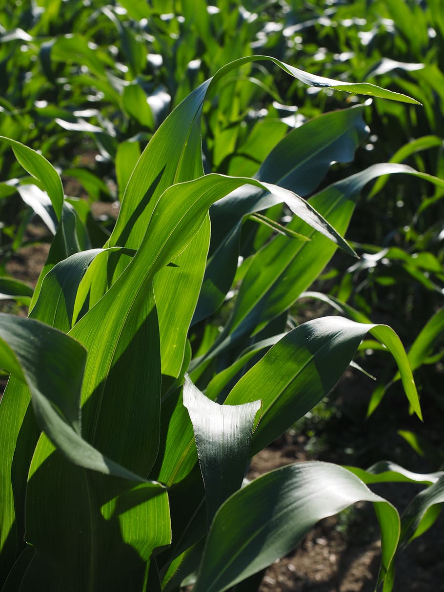 cornfield, corn cultivation, agriculture, corn leaves, green, HD wallpaper