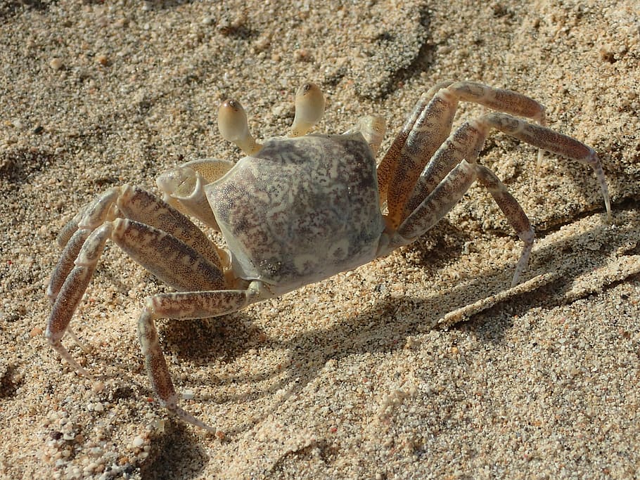 crab, beach, shellfish, sea, sand beach, animal world, sea animals HD wallpaper