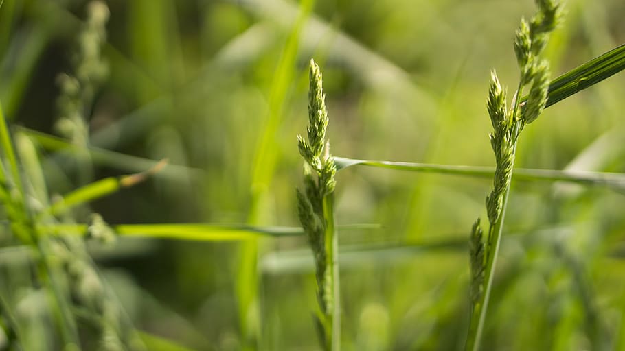 closeup photo of green wheat, photography, grass, nature, stems HD wallpaper