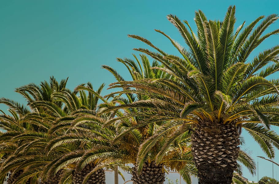 Palm trees, palm tree under blue sky, palms, exotic, tropical HD wallpaper
