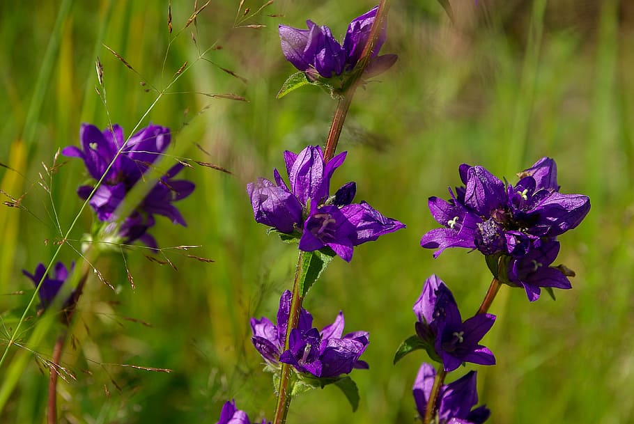 flowers, violet, nature, flowering plant, purple, beauty in nature HD wallpaper