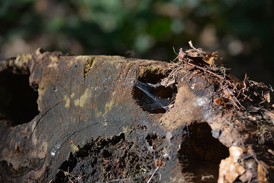 forest, autumn, spider web, october, nature, close, tree, close-up HD wallpaper