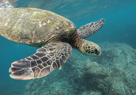 marine photography of turtle, green and black turtle underwater HD wallpaper