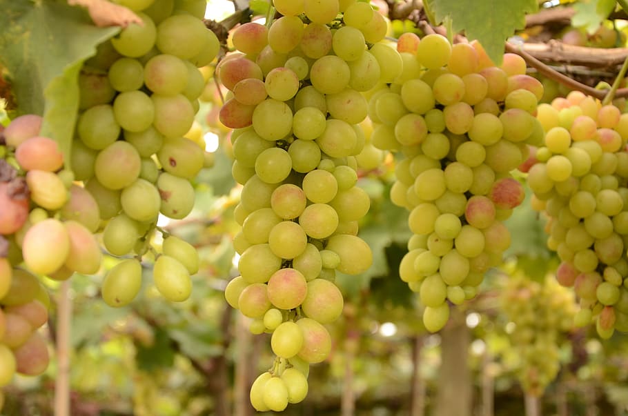 grape, videira, fruit, food and drink, healthy eating, green color HD wallpaper