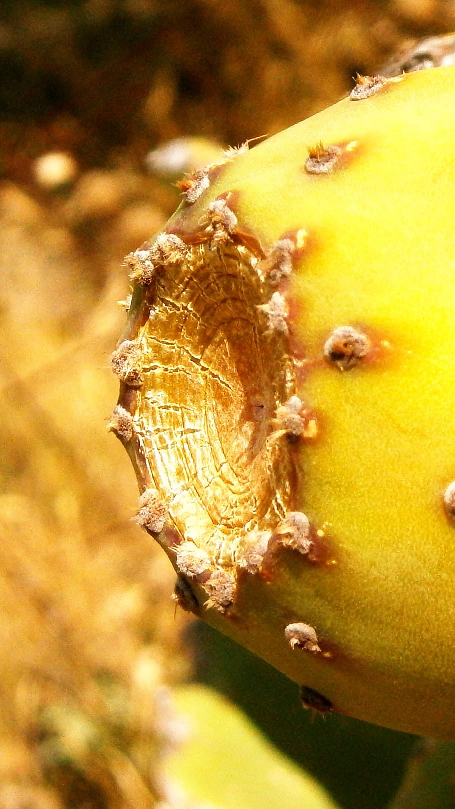 Fruit, Prickly Pear Cactus, vegetable, nature, ripe, food, tropical Climate HD wallpaper