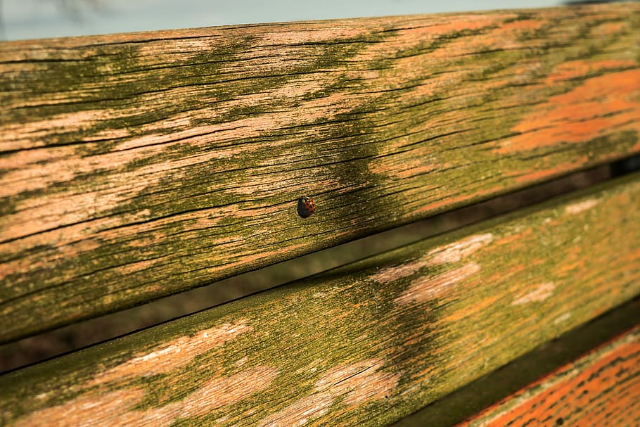 Ladybug, Bank, Orange, summer, summer lighting, rest, break HD wallpaper