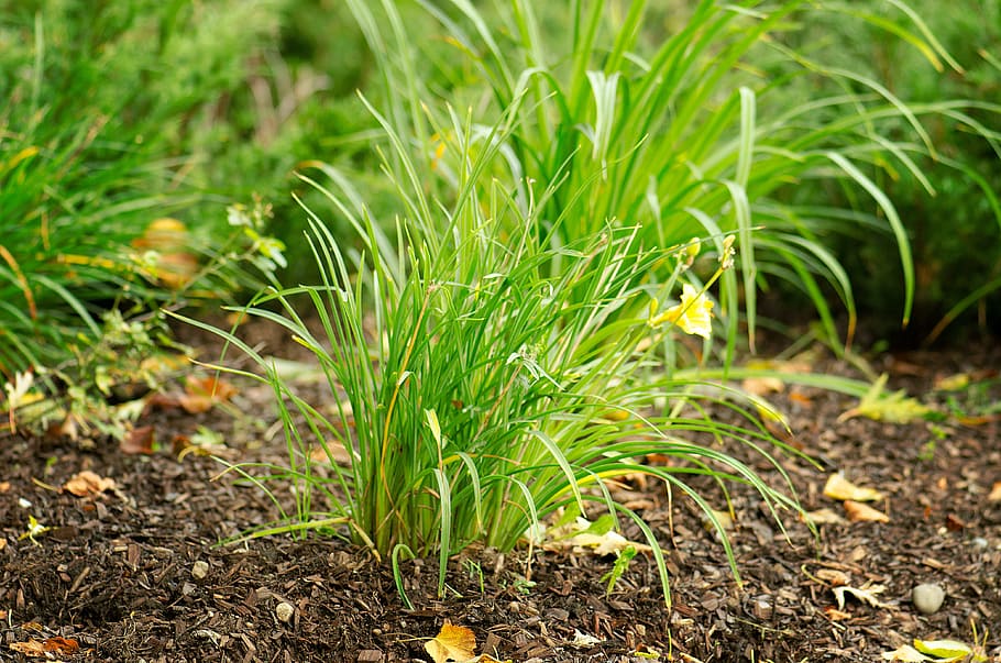 grass, flora, nature, leaf, growth, outdoors, garden, summer HD wallpaper