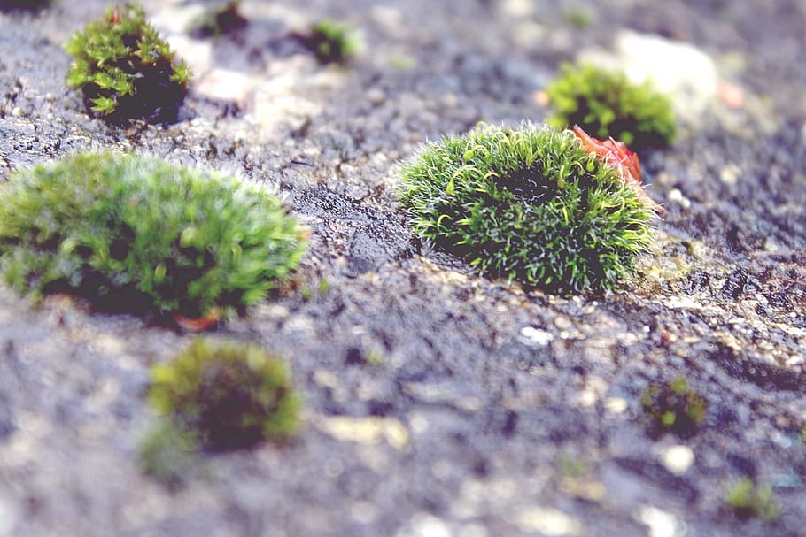 moss, stone, nature, weathered, green, forest, garden, wall HD wallpaper