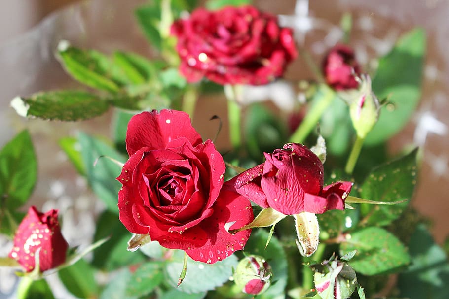 roses, flower, blossom, bloom, red roses, plant, flowering plant HD wallpaper