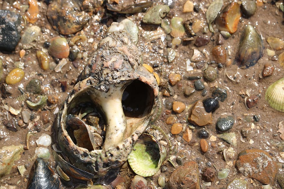 shells, hole, sea, no people, close-up, high angle view, nature HD wallpaper