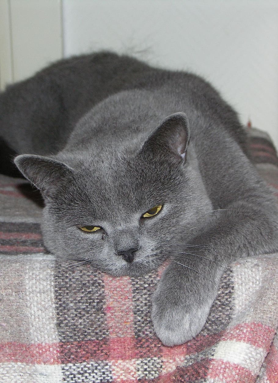 cat, rest, concerns, sleep, pet, grey, animal themes, mammal HD wallpaper