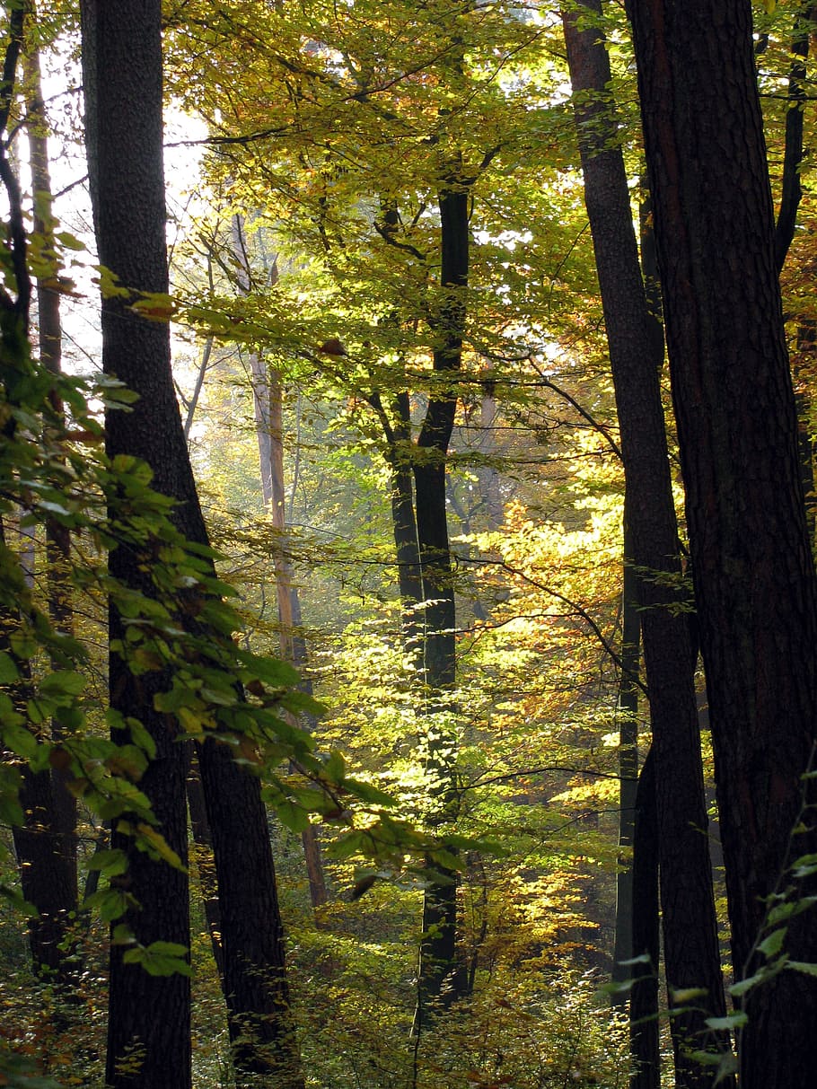 trees, forest, back light, autumn, nature, germany, baden württemberg HD wallpaper
