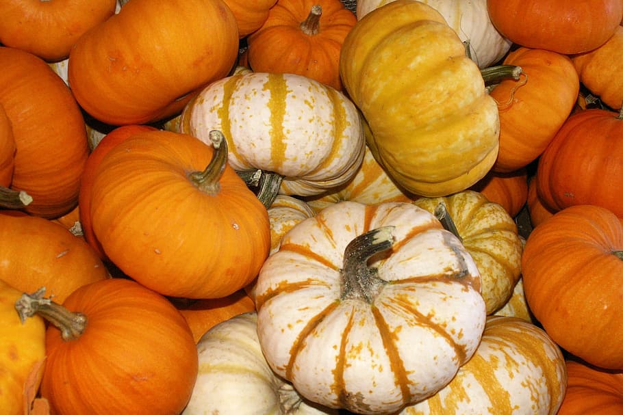assorted pumpkin lot, fall, harvest, orange, white, autumn, thanksgiving, HD wallpaper