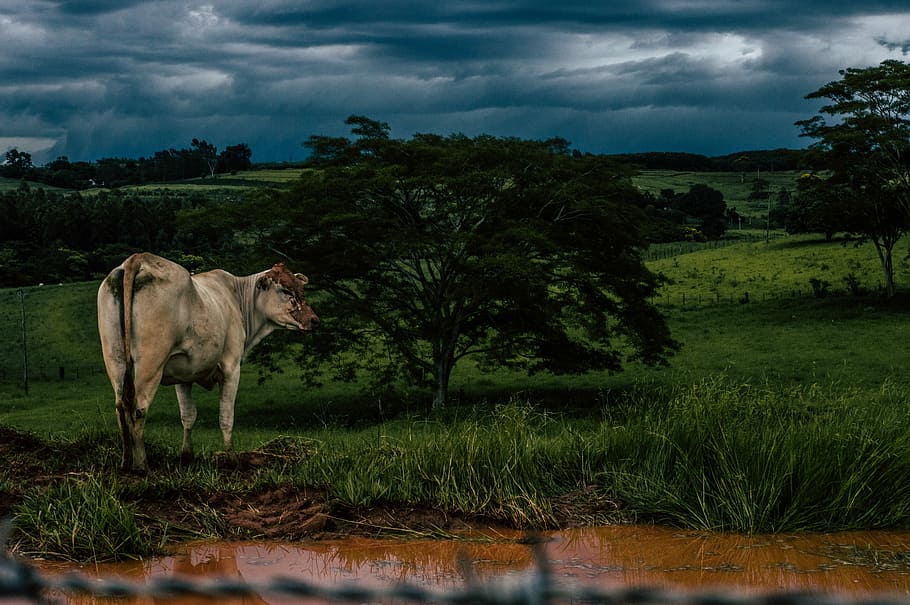 brown cow on grass field near tree, gray cow near green leaf tree painting HD wallpaper