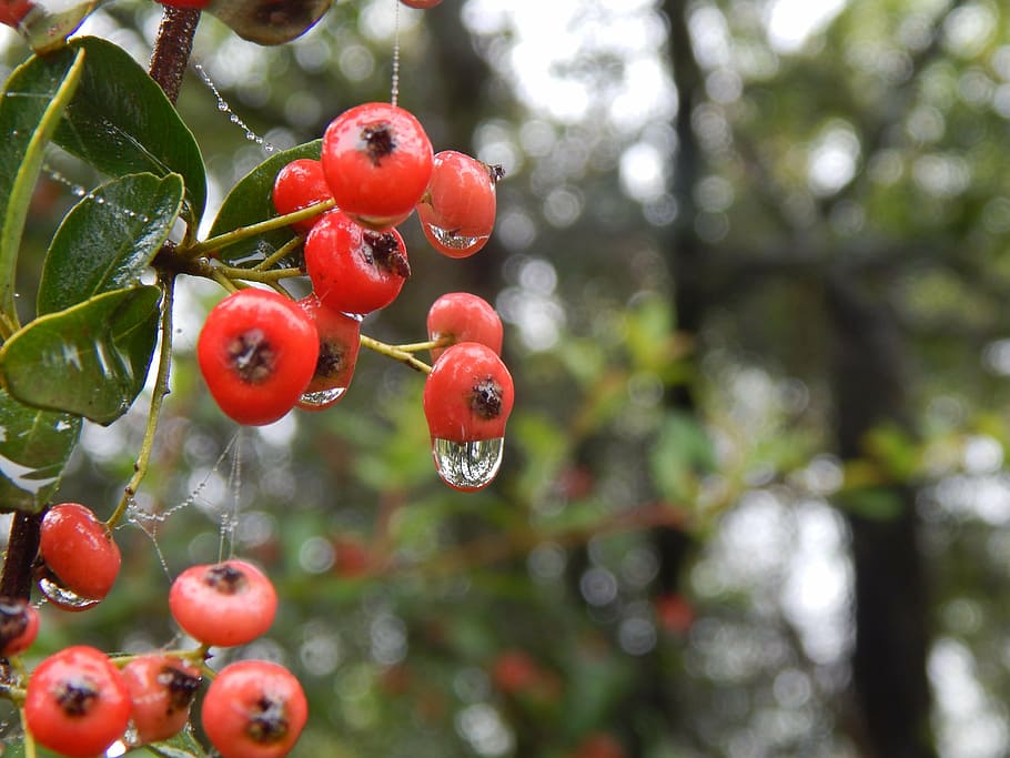 forest, berries, rain, red, plants, nature, wild, autumn, fruit HD wallpaper