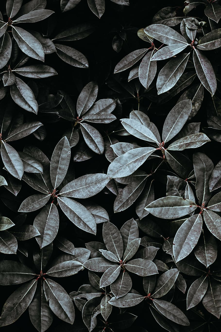photo of green leafed plants, spring, leaves, foliage, nature HD wallpaper