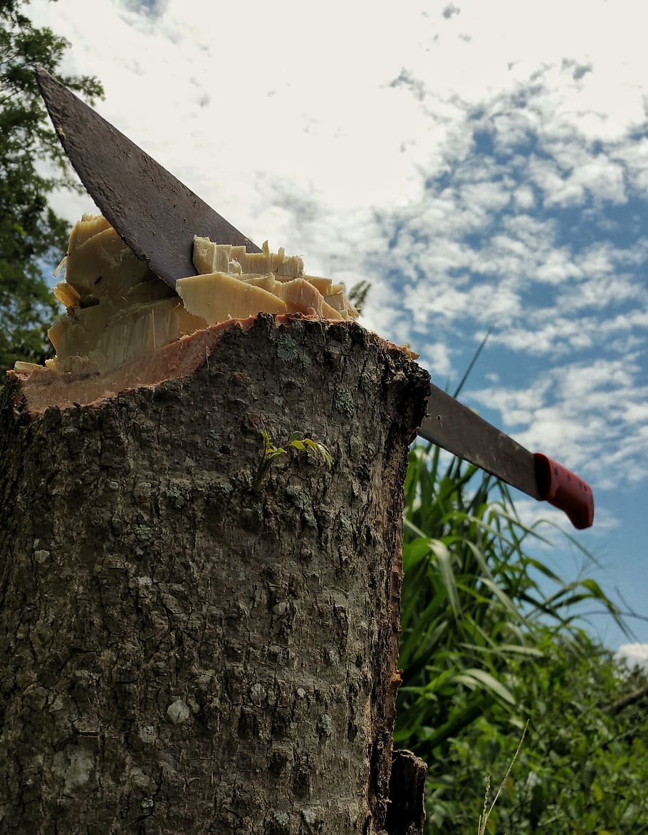 machete, work, chop, stump, bark, sky, grass, tree, plant, nature HD wallpaper
