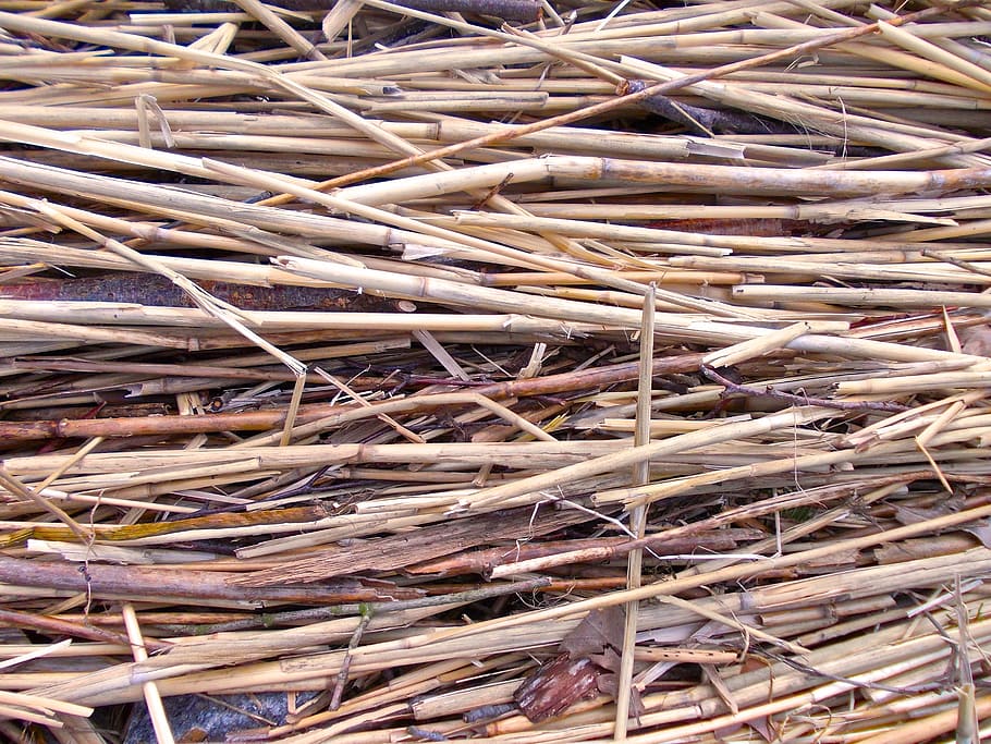 Reed, Structure, Nature, Straw, full frame, backgrounds, stack HD wallpaper
