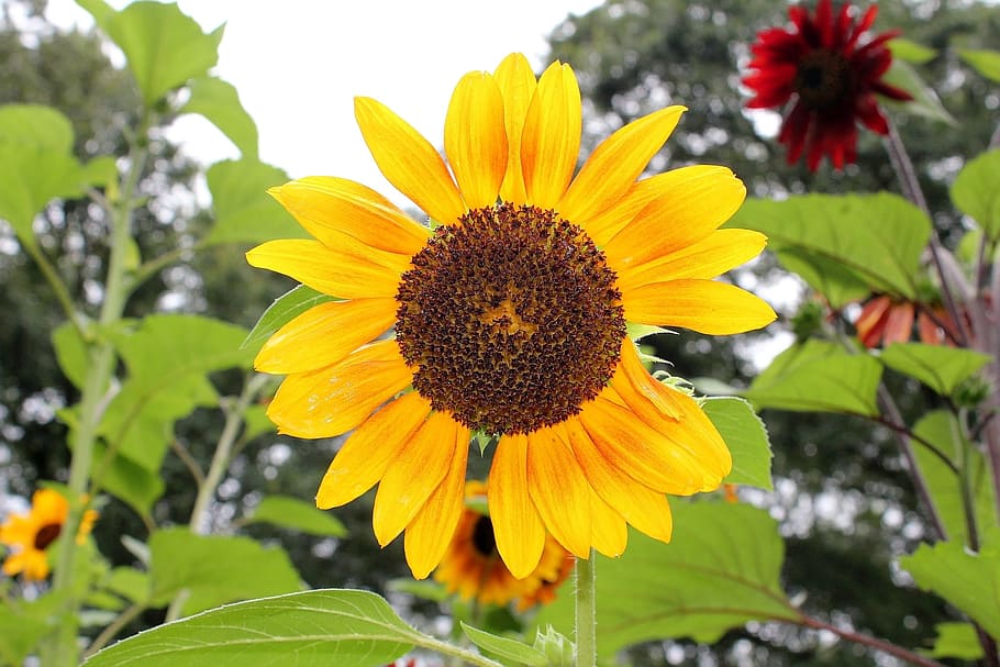 flora, nature, leaf, summer, flower, sunflower, yellow flower HD wallpaper
