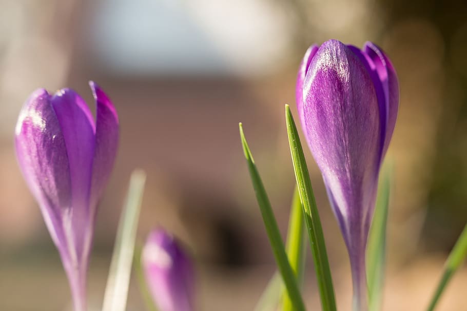 purple flowers, crocus, spring, violet, blossom, bloom, bud HD wallpaper