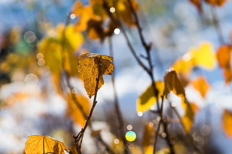 leaf, winter, golden, orange, alone, single, lonely, by it self, HD wallpaper