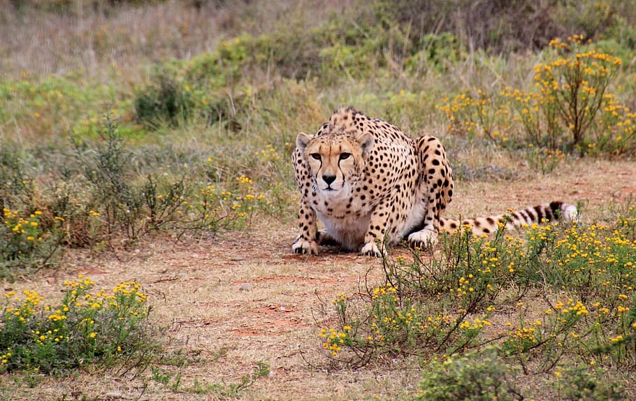 leopard sitting on ground, cheetah, predator, wild animal, animal world, HD wallpaper