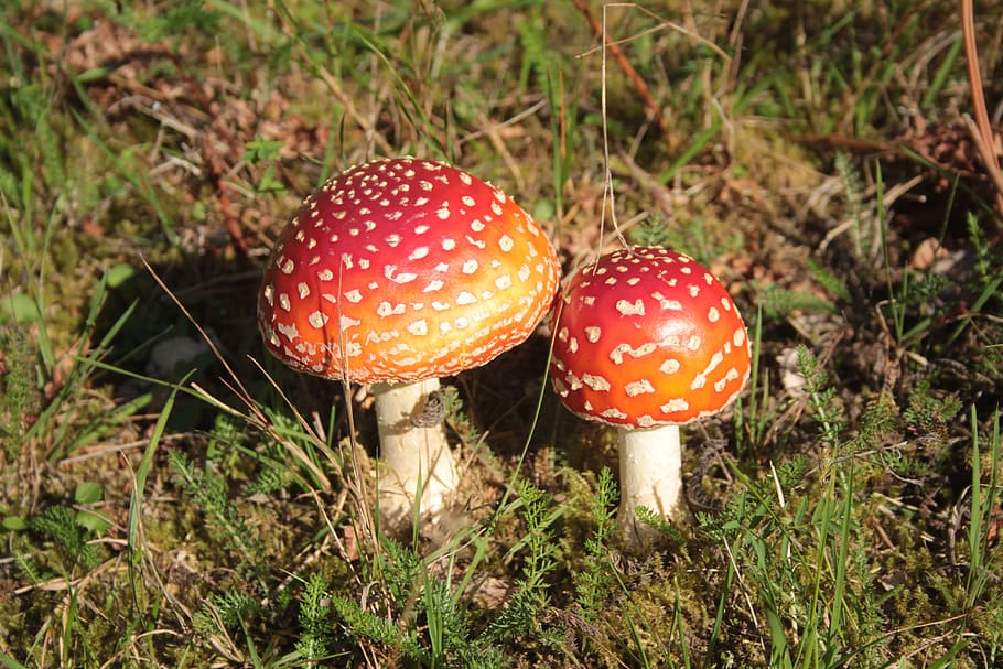 fly agaric, autumn, toxic, mushroom, fungus, vegetable, fly agaric mushroom HD wallpaper