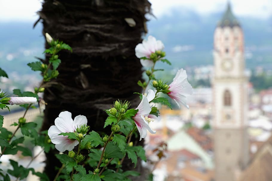 flower, architecture, tree, nature, plant, old, summer, sky HD wallpaper