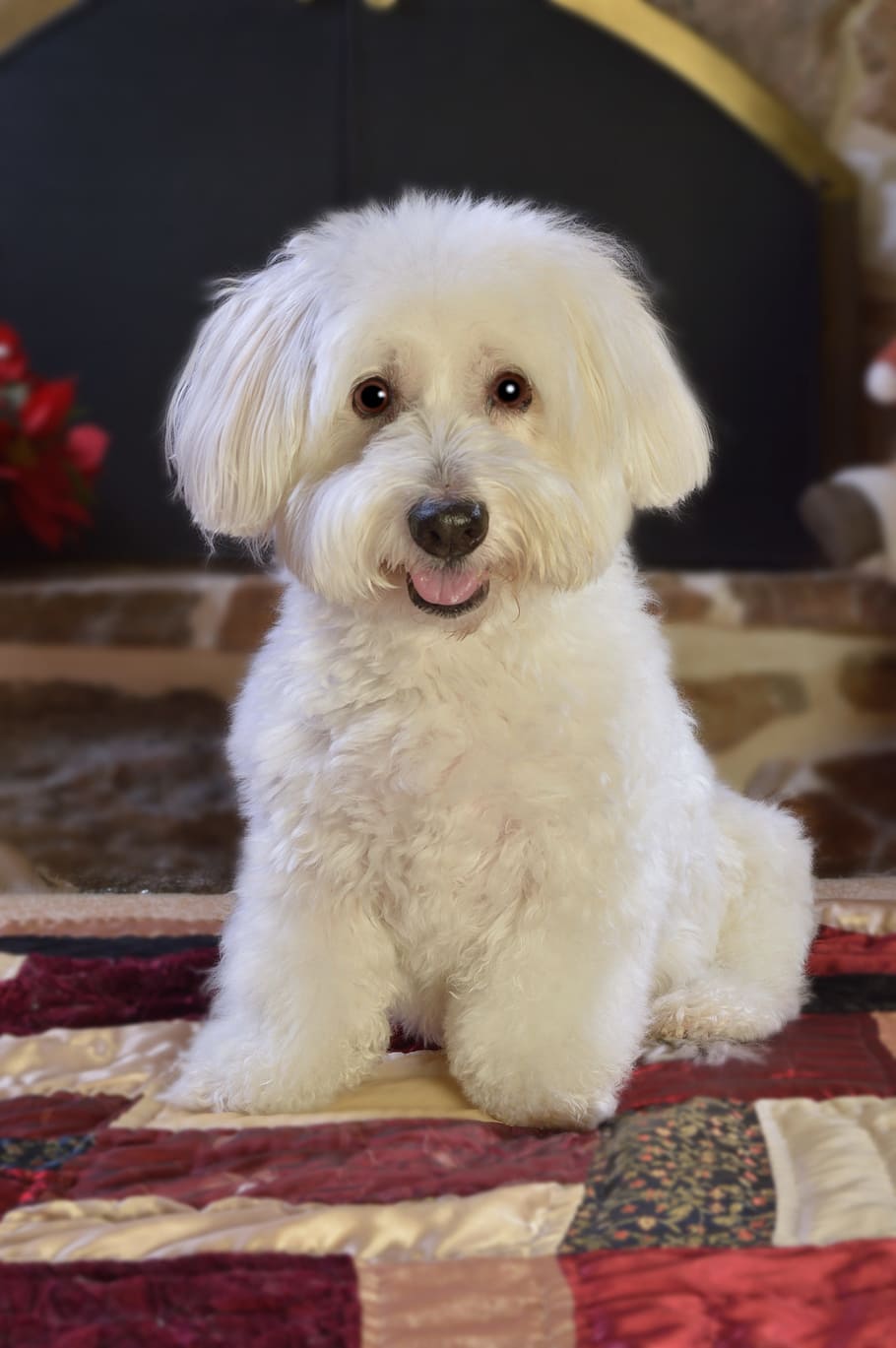 long-coated white puppy on textile, dog, pet, cute, animal HD wallpaper