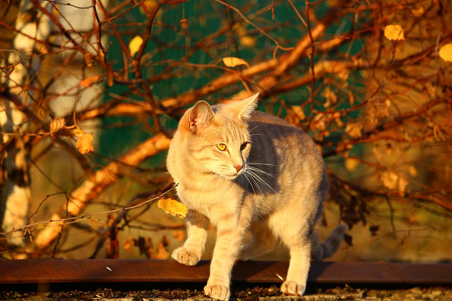 cat, autumn, evening light, fall foliage, mieze, leaves, kitten, HD wallpaper