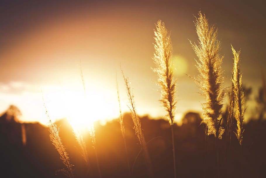 crops, field, sunset, sunlight, plant, sky, growth, nature HD wallpaper