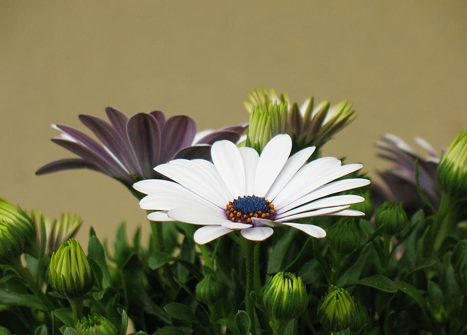 flower, daisy, floral, spring, blossom, white, bloom, fresh HD wallpaper
