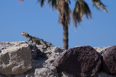 hardun, spin tail, lizard, agamas, stone, dry, heat, palm, sun HD wallpaper