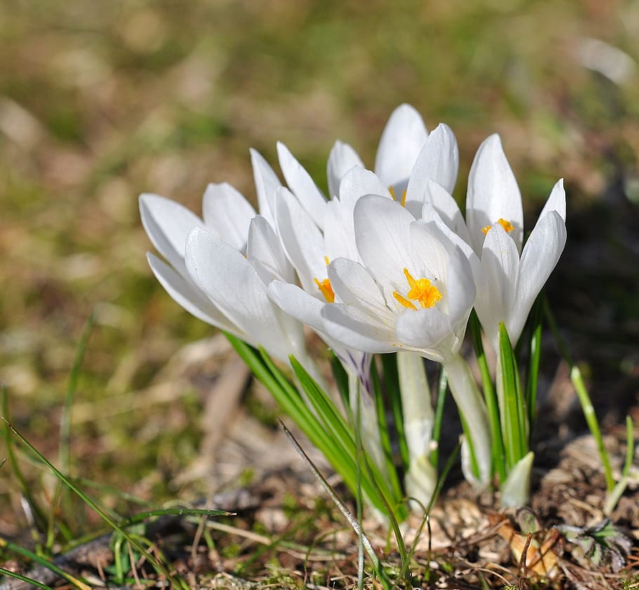 crocus, flower, flowers, white, plant, pointed flower, wild flower HD wallpaper