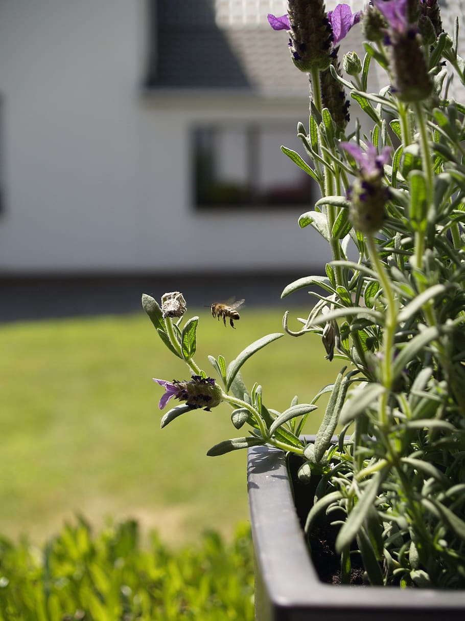bees, in flight, insect, plant, flower, growth, flowering plant HD wallpaper