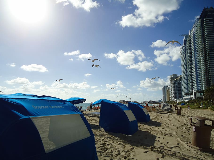 Seagulls, Beach, Birds, Sky, sunlight, outdoors, blue, day HD wallpaper