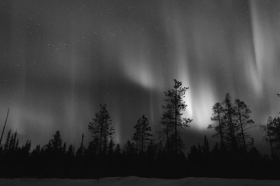grayscale photo of trees above aurora borealis, aurora borealis, HD wallpaper