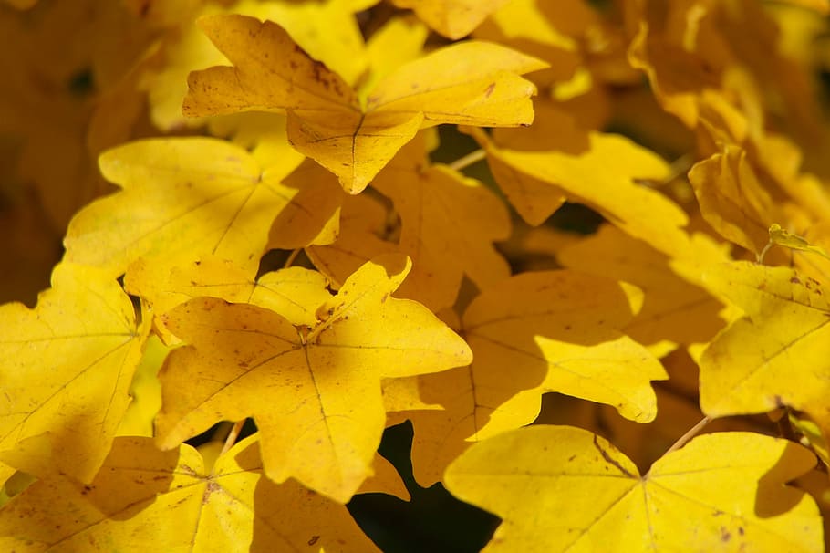 Autumn, Yellow, Leaves, close-up, gold colored, no people, indoors HD wallpaper