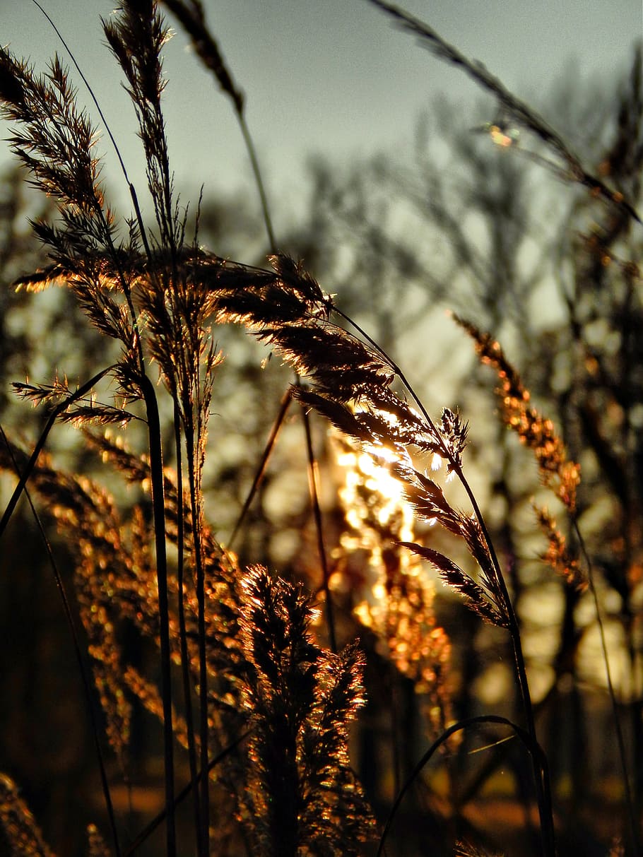 grass, sun, sunset, landscape, nature, growth, plant, focus on foreground HD wallpaper