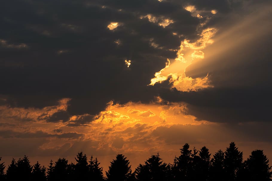 silhouette of forest trees during daytime, after the thunderstorm HD wallpaper