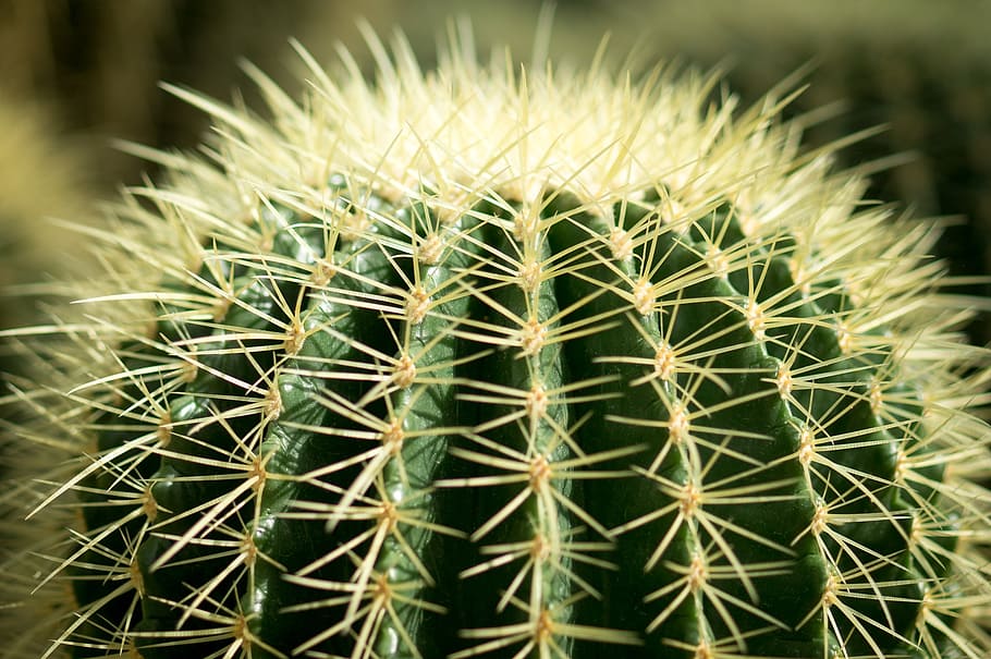 cactus, spine, needle, green, garden, plant, botanical garden HD wallpaper