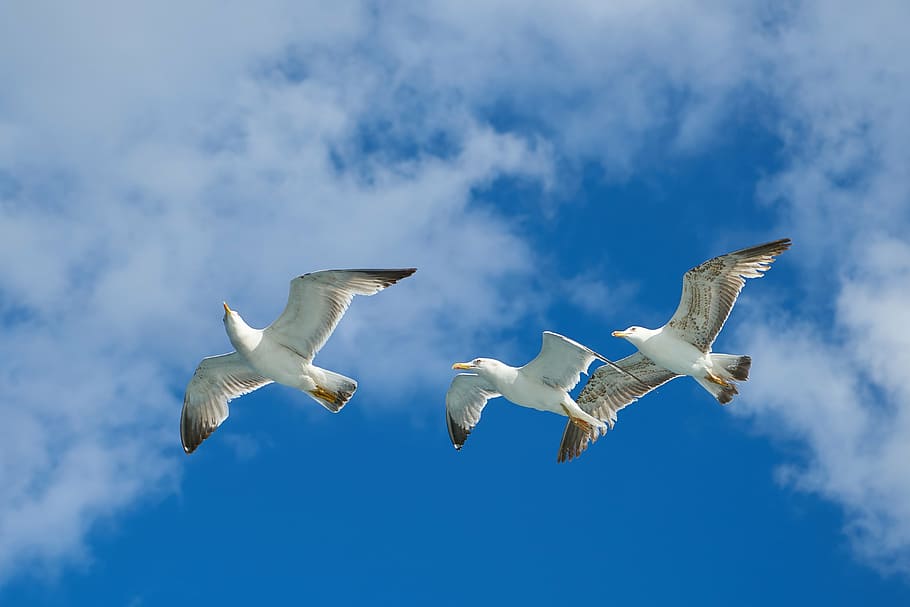 three white bird flying during daytime, seagull, nature, clouds, HD wallpaper