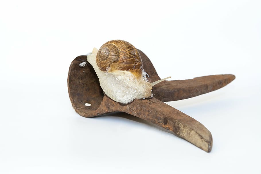 snail, shell, iron, rusty, animal, mollusk, crawl, slimy, mucus HD wallpaper